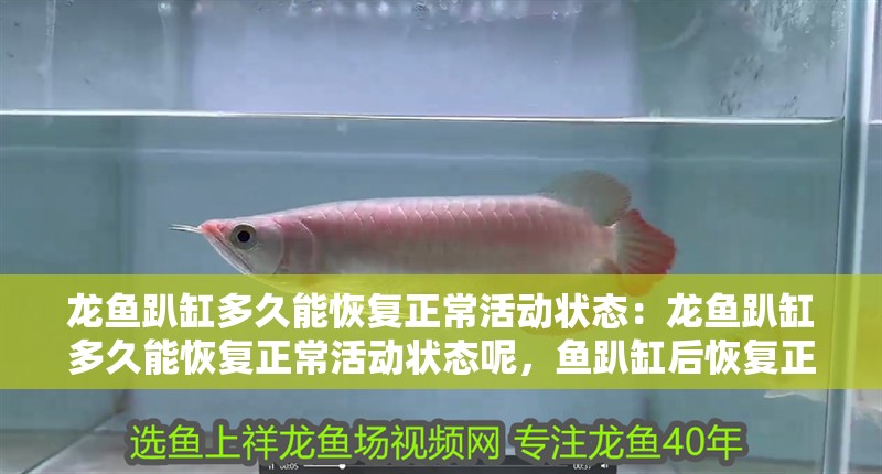 龍魚趴缸多久能恢復正常活動狀態：龍魚趴缸多久能恢復正常活動狀態呢，魚趴缸后恢復正常活動狀態所需時長