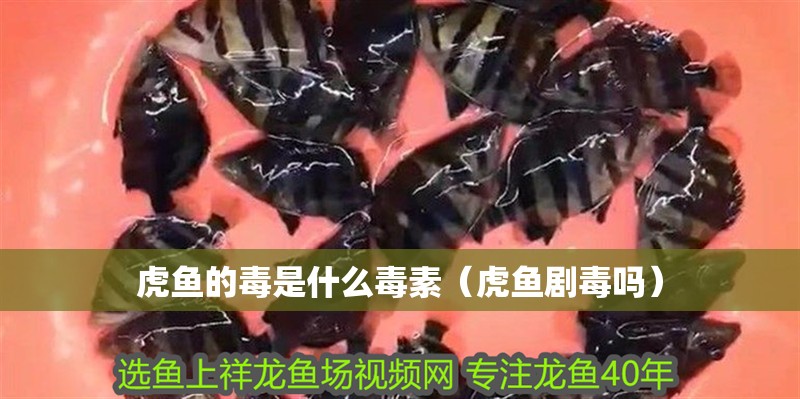 虎魚的毒是什么毒素（虎魚劇毒嗎）