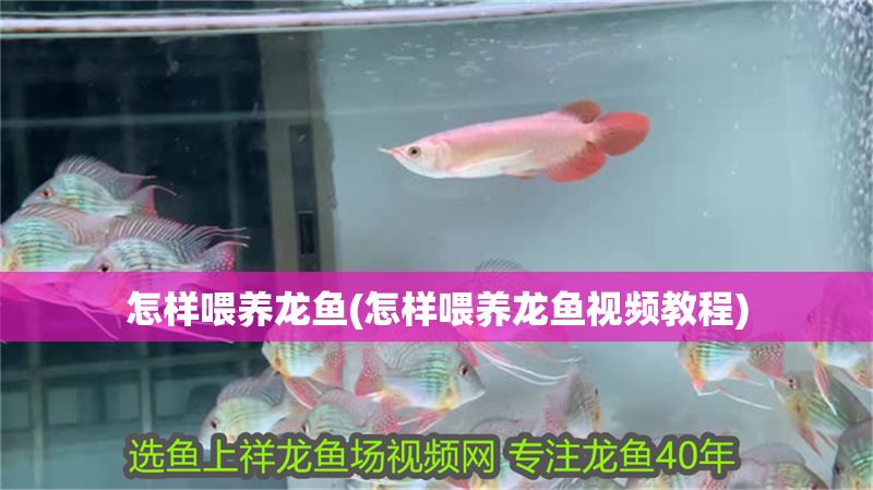 怎樣喂養龍魚(怎樣喂養龍魚視頻教程)