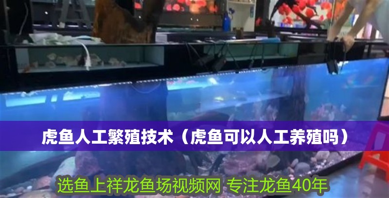 虎魚人工繁殖技術（虎魚可以人工養殖嗎）