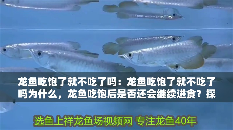 龍魚吃飽了就不吃了嗎：龍魚吃飽了就不吃了嗎為什么，龍魚吃飽后是否還會繼續進食？探究其飲食習性之謎