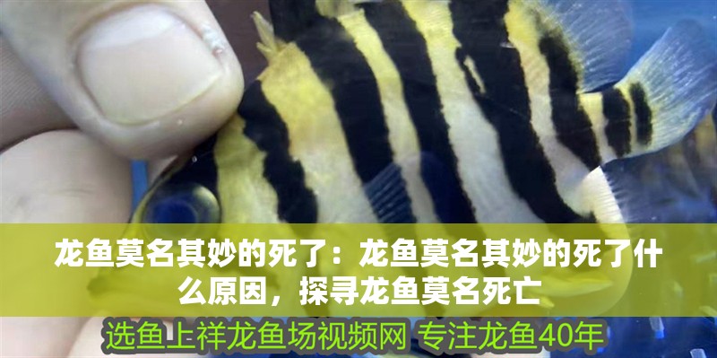 龍魚莫名其妙的死了：龍魚莫名其妙的死了什么原因，探尋龍魚莫名死亡