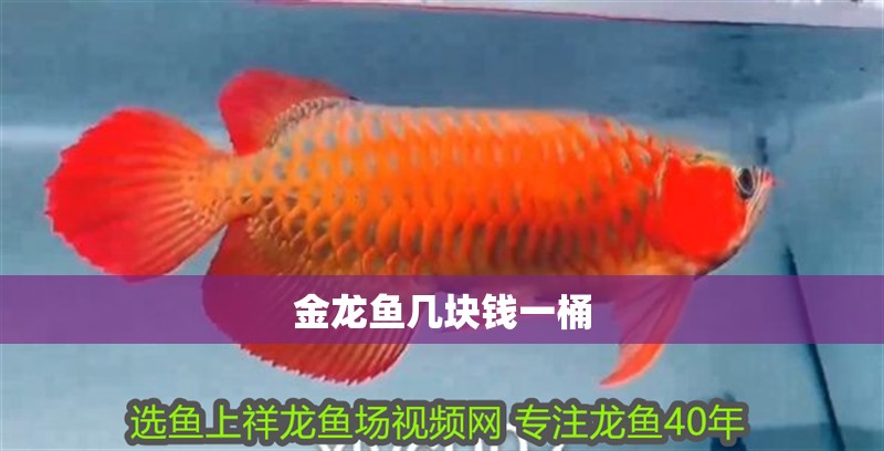 金龍魚幾塊錢一桶 金龍魚幾塊錢一桶 龍魚百科