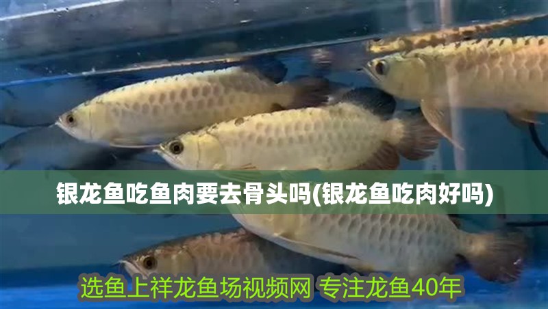 銀龍魚吃魚肉要去骨頭嗎(銀龍魚吃肉好嗎)
