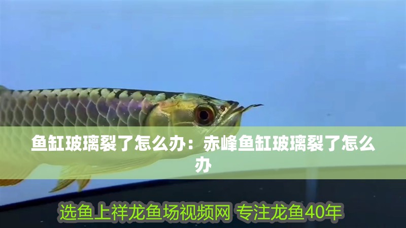 魚缸玻璃裂了怎么辦：赤峰魚缸玻璃裂了怎么辦