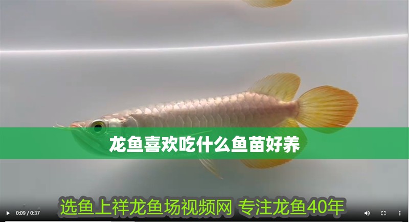 龍魚喜歡吃什么魚苗好養 龍魚喜歡吃什么魚苗好養 龍魚百科