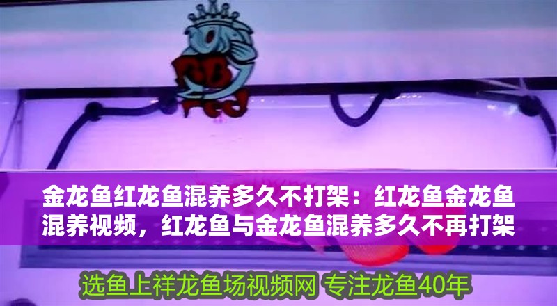 金龍魚紅龍魚混養多久不打架：紅龍魚金龍魚混養視頻，紅龍魚與金龍魚混養多久不再打架？實戰 金龍魚紅龍魚混養多久不打架：紅龍魚金龍魚混養視頻，紅龍魚與金龍魚混養多久不再打架？實戰 水族問答