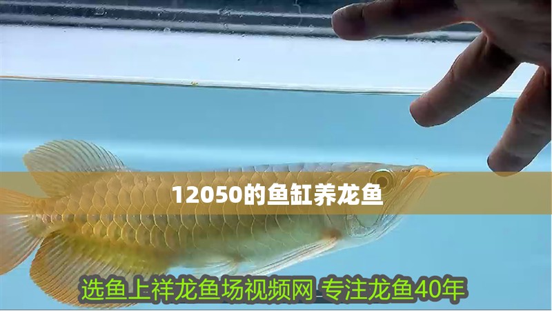 12050的魚缸養龍魚