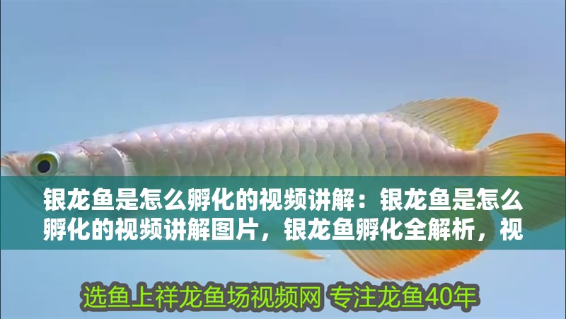 銀龍魚是怎么孵化的視頻講解：銀龍魚是怎么孵化的視頻講解圖片，銀龍魚孵化全解析，視頻+圖片詳解繁殖過程