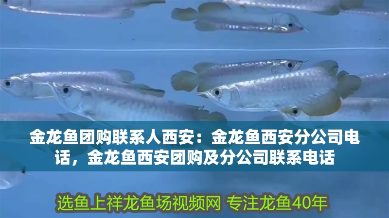 金龍魚團購聯系人西安：金龍魚西安分公司電話，金龍魚西安團購及分公司聯系電話