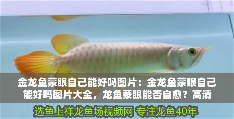 什么魚(yú)能和龍魚(yú)、虎魚(yú)混養(yǎng)(龍魚(yú)能和虎魚(yú)混養(yǎng)嗎) 金龍魚(yú)蒙眼自己能好嗎圖片:金龍魚(yú)蒙眼自己能好嗎圖片大全,龍魚(yú)蒙眼能否自愈?高清 水族問(wèn)答 金龍魚(yú)蒙眼自己能好嗎圖片:金龍魚(yú)蒙眼自己能好嗎圖片大全,龍魚(yú)蒙眼能否自愈?高清 金龍魚(yú)蒙眼自己能好嗎圖片:金龍魚(yú)蒙眼自己能好嗎圖片大全,龍魚(yú)蒙眼能否自愈?高清 水族問(wèn)答