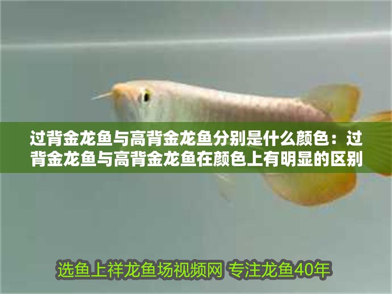過背金龍魚與高背金龍魚分別是什么顏色：過背金龍魚與高背金龍魚在顏色上有明顯的區(qū)別