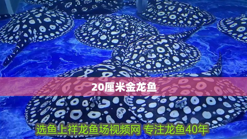 20厘米金龍魚