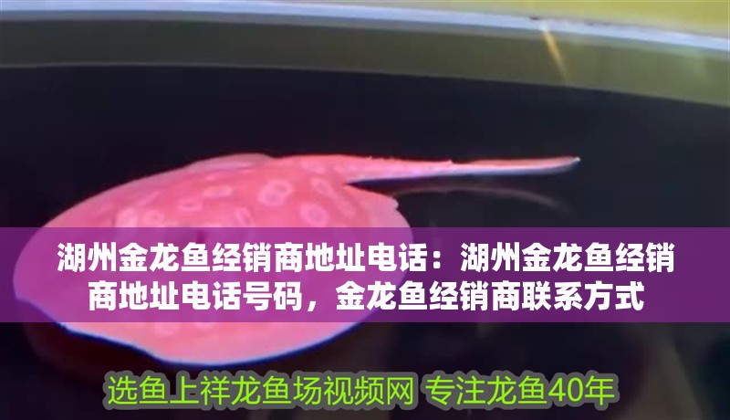 湖州金龍魚經銷商地址電話：湖州金龍魚經銷商地址電話號碼，金龍魚經銷商聯系方式 湖州金龍魚經銷商地址電話：湖州金龍魚經銷商地址電話號碼，金龍魚經銷商聯系方式 水族問答