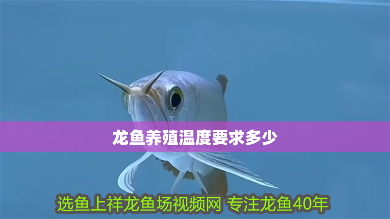 龍魚養殖溫度要求多少