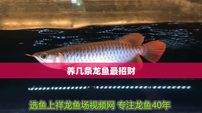 養(yǎng)幾條龍魚最招財