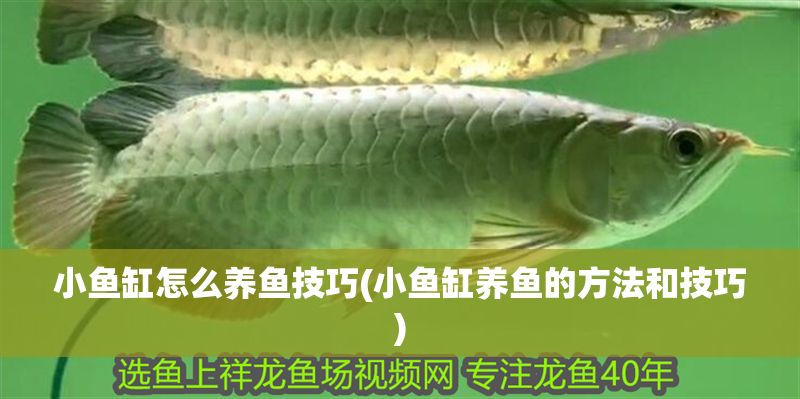 小魚缸怎么養魚技巧(小魚缸養魚的方法和技巧)
