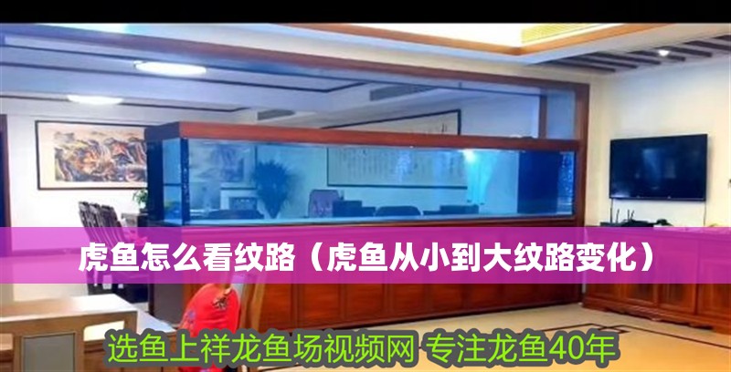 虎魚怎么看紋路（虎魚從小到大紋路變化）
