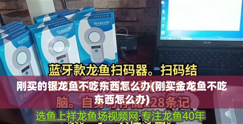 剛買的銀龍魚不吃東西怎么辦(剛買金龍魚不吃東西怎么辦)