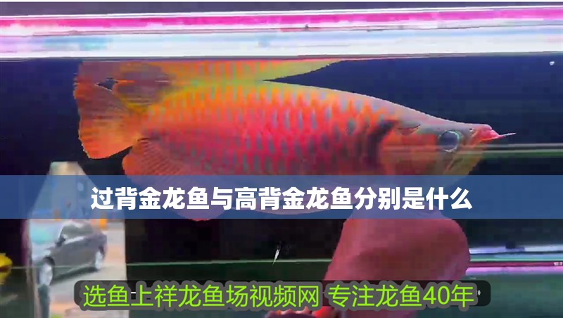 過背金龍魚與高背金龍魚分別是什么 龍魚百科 過背金龍魚與高背金龍魚分別是什么 過背金龍魚與高背金龍魚分別是什么 龍魚百科