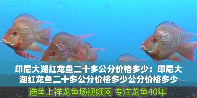 印尼大湖紅龍魚二十多公分價(jià)格多少：印尼大湖紅龍魚二十多公分價(jià)格多少公分價(jià)格多少