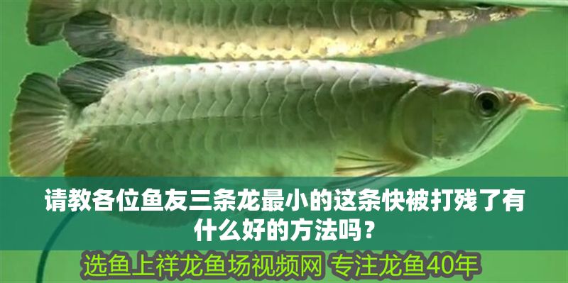請教各位魚友三條龍最小的這條快被打殘了有什么好的方法嗎？