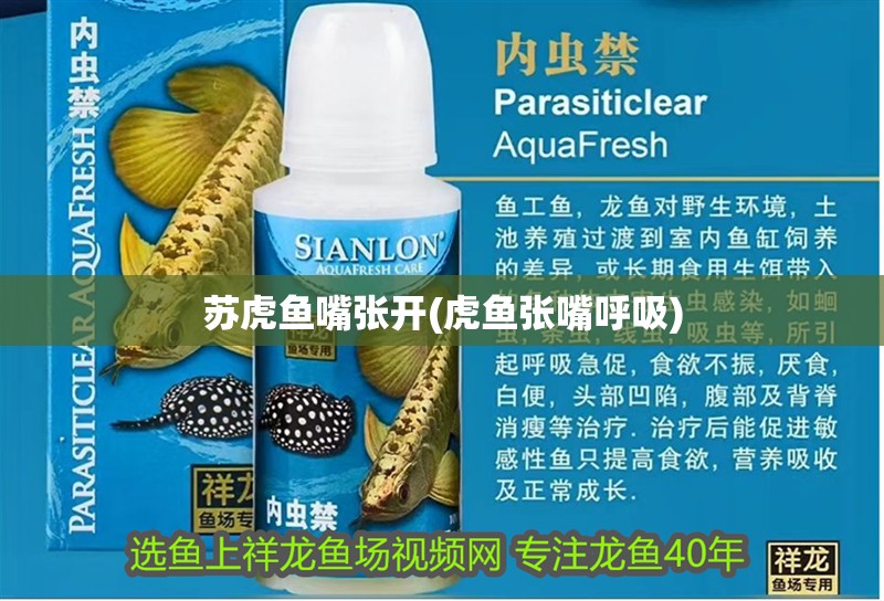 蘇虎魚嘴張開(虎魚張嘴呼吸)