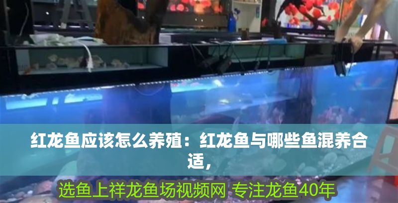 紅龍魚應該怎么養殖：紅龍魚與哪些魚混養合適， 紅龍魚應該怎么養殖：紅龍魚與哪些魚混養合適， 紅龍魚百科 第1張