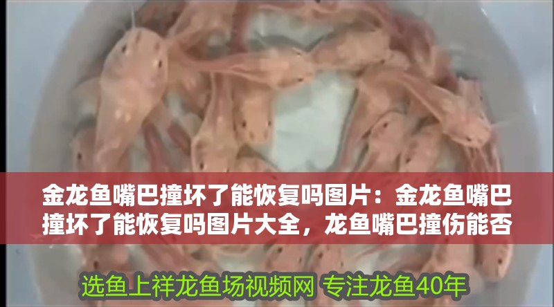 金龍魚嘴巴撞壞了能恢復嗎圖片：金龍魚嘴巴撞壞了能恢復嗎圖片大全，龍魚嘴巴撞傷能否恢復？高清