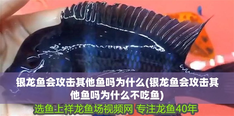 銀龍魚會攻擊其他魚嗎為什么(銀龍魚會攻擊其他魚嗎為什么不吃魚)