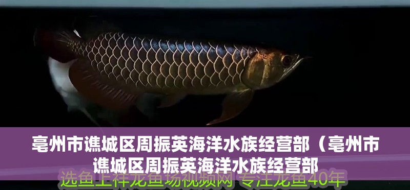 亳州市譙城區(qū)周振英海洋水族經(jīng)營部（亳州市譙城區(qū)周振英海洋水族經(jīng)營部