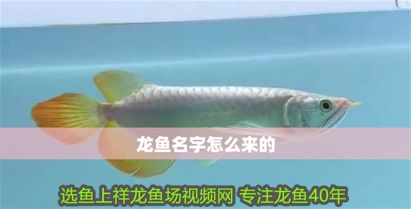 龍魚名字怎么來的