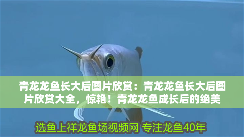 青龍龍魚長大后圖片欣賞：青龍龍魚長大后圖片欣賞大全，驚艷！青龍龍魚成長后的絕美