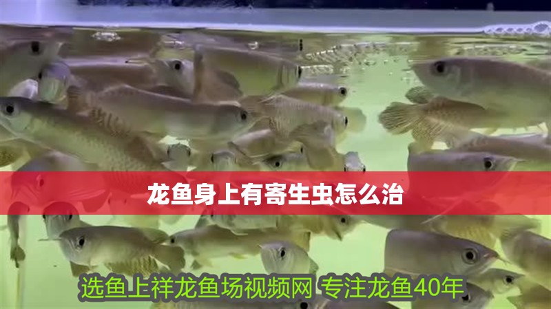 龍魚身上有寄生蟲怎么治