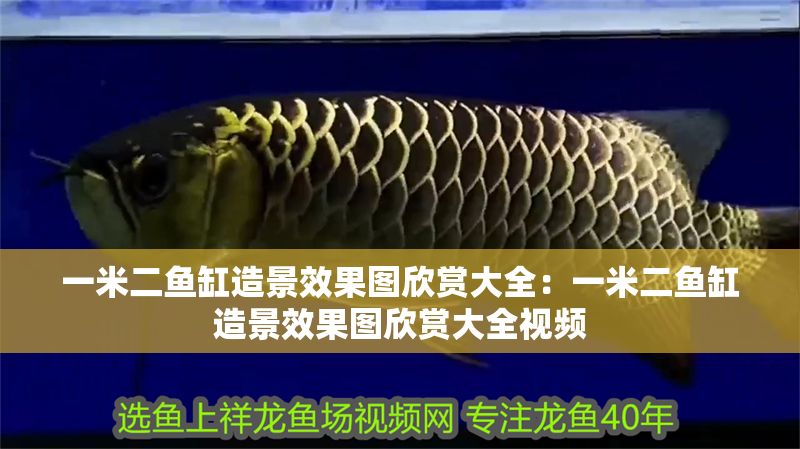 一米二魚缸造景效果圖欣賞大全：一米二魚缸造景效果圖欣賞大全視頻