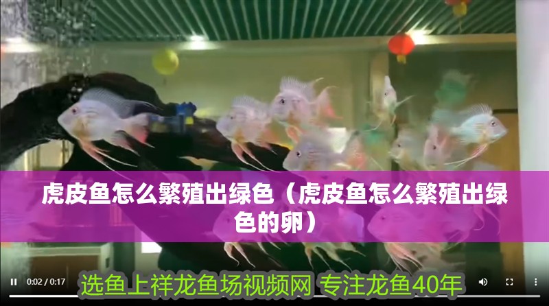 虎皮魚怎么繁殖出綠色（虎皮魚怎么繁殖出綠色的卵）