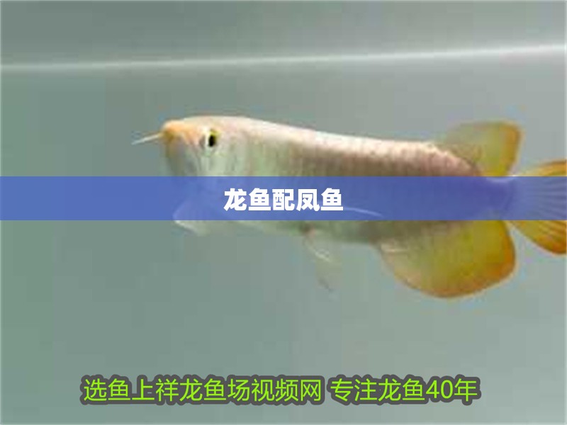 龍魚配鳳魚
