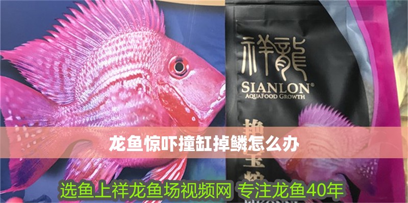 龍魚驚嚇撞缸掉鱗怎么辦 龍魚百科 龍魚驚嚇撞缸掉鱗怎么辦 龍魚驚嚇撞缸掉鱗怎么辦 龍魚百科