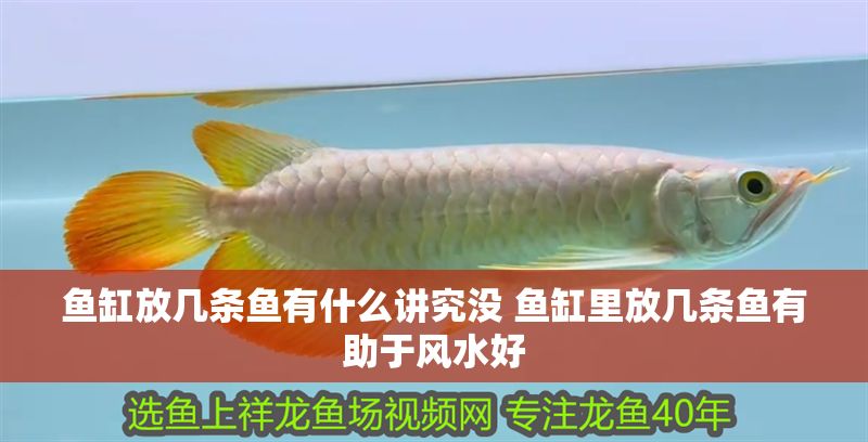 魚缸放幾條魚有什么講究沒 魚缸里放幾條魚有助于風水好 魚缸放幾條魚有什么講究沒 魚缸里放幾條魚有助于風水好 龍魚百科 第1張