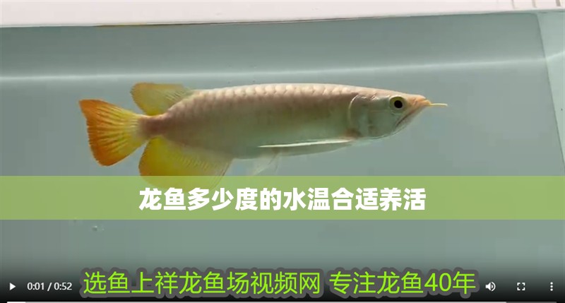 龍魚多少度的水溫合適養活 龍魚多少度的水溫合適養活 龍魚百科