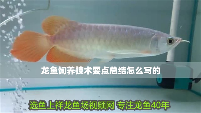 龍魚飼養(yǎng)技術(shù)要點(diǎn)總結(jié)怎么寫的