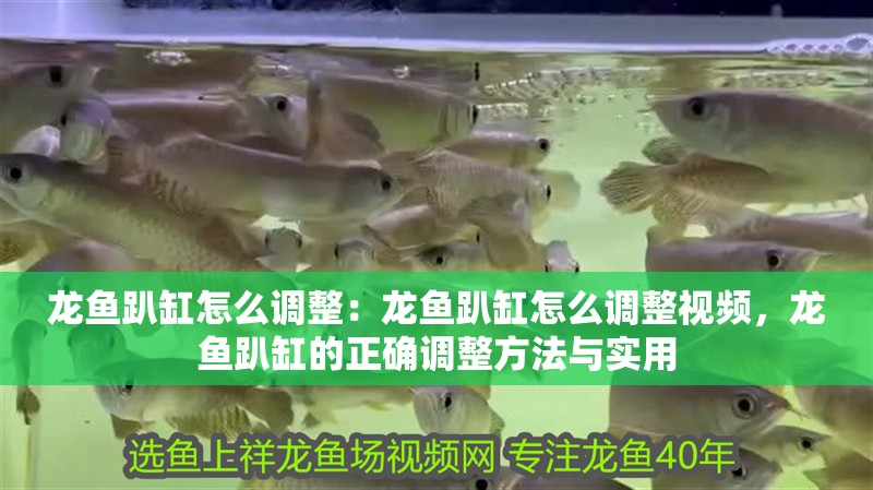 龍魚趴缸怎么調整：龍魚趴缸怎么調整視頻，龍魚趴缸的正確調整方法與實用 龍魚趴缸怎么調整：龍魚趴缸怎么調整視頻，龍魚趴缸的正確調整方法與實用 水族問答