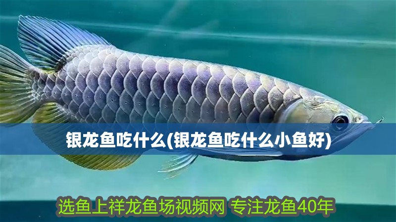 魚缸造景先放沙還是先放水(魚缸造景先鋪沙還是先放石頭) 銀龍魚吃什么(銀龍魚吃什么小魚好) 銀龍魚百科 銀龍魚吃什么(銀龍魚吃什么小魚好) 銀龍魚吃什么(銀龍魚吃什么小魚好) 銀龍魚百科