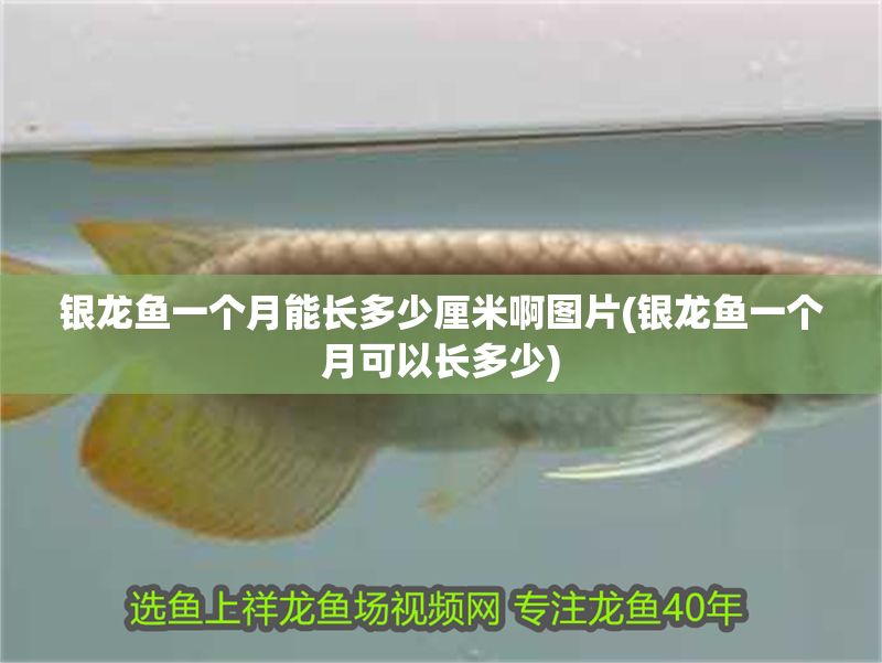 銀龍魚一個月能長多少厘米啊圖片(銀龍魚一個月可以長多少) 銀龍魚百科 第1張 銀龍魚一個月能長多少厘米啊圖片(銀龍魚一個月可以長多少) 銀龍魚一個月能長多少厘米啊圖片(銀龍魚一個月可以長多少) 銀龍魚百科 第1張