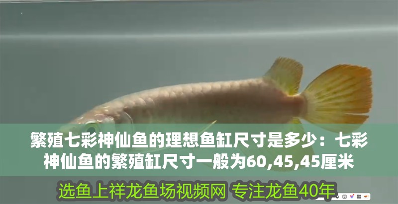 繁殖七彩神仙魚(yú)的理想魚(yú)缸尺寸是多少：七彩神仙魚(yú)的繁殖缸尺寸一般為60,45,45厘米