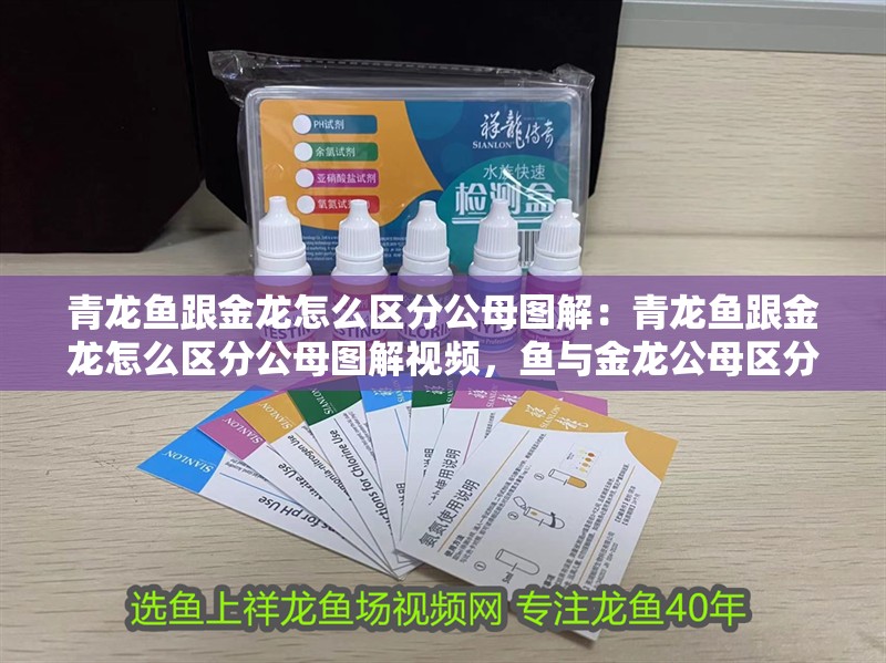 青龍魚(yú)跟金龍?jiān)趺磪^(qū)分公母圖解：青龍魚(yú)跟金龍?jiān)趺磪^(qū)分公母圖解視頻，魚(yú)與金龍公母區(qū)分圖解