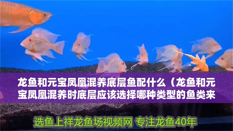 龍魚和元寶鳳凰混養底層魚配什么（龍魚和元寶鳳凰混養時底層應該選擇哪種類型的魚類來維持生態平衡）
