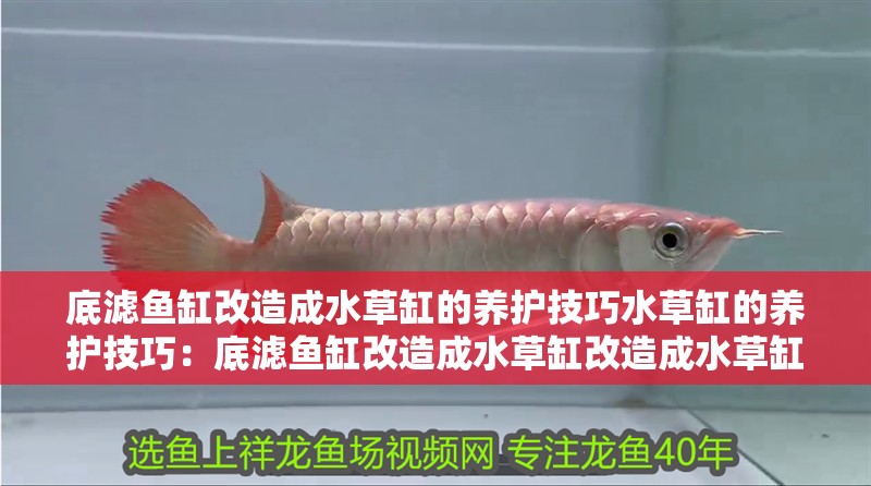 底濾魚缸改造成水草缸的養護技巧水草缸的養護技巧：底濾魚缸改造成水草缸改造成水草缸的養護技巧和注意事項