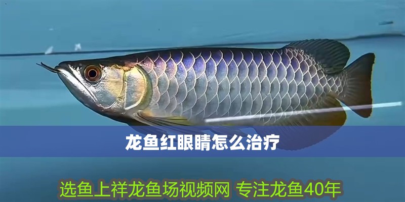 龍魚紅眼睛怎么治療 龍魚紅眼睛怎么治療 龍魚百科