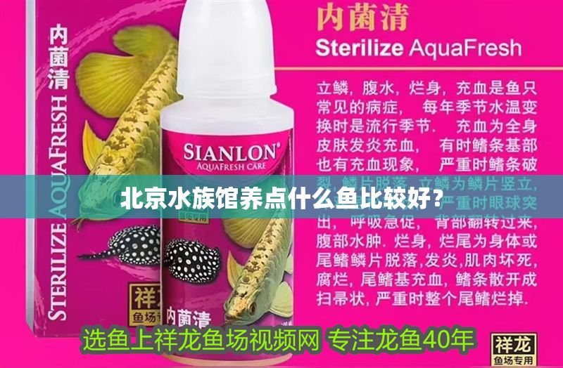 北京水族館養點什么魚比較好? 黃金貓魚百科 第2張 北京水族館養點什么魚比較好? 北京水族館養點什么魚比較好? 黃金貓魚百科 第2張